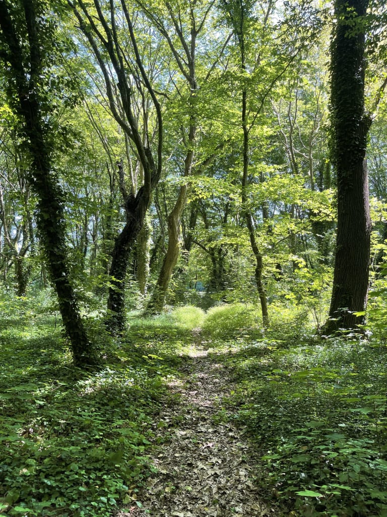Le sentier du sous-bois