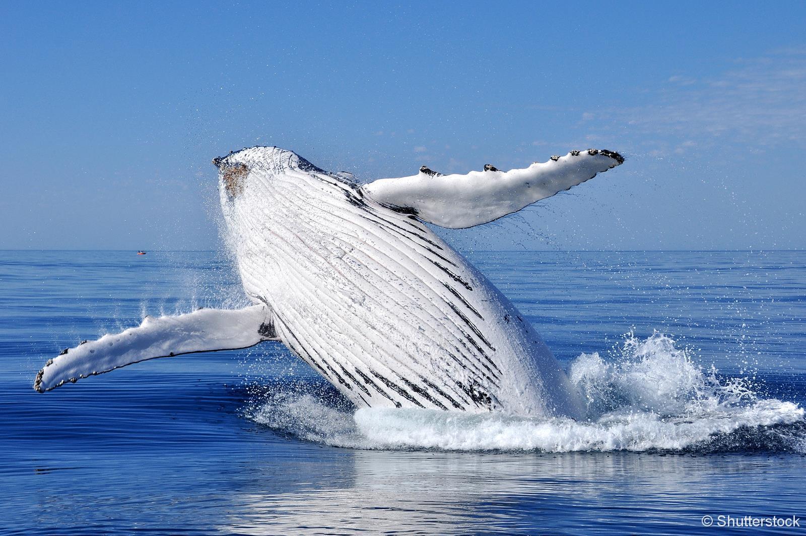 Baleines au large de Tadoussac, sur le Saint-Laurent